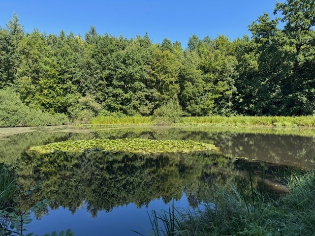 Naturbild – Teich und Wald